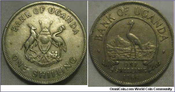 EF lustrous 1966 shilling, very nice details, lustre is faint which makes me think it has seen some circulation
