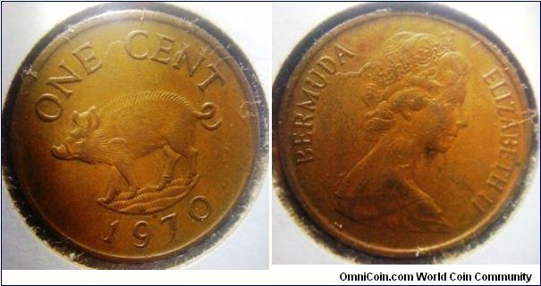Bermuda 1 Cent brass coin showing the piggy penny
20mm diameter
Thanks MarcR!